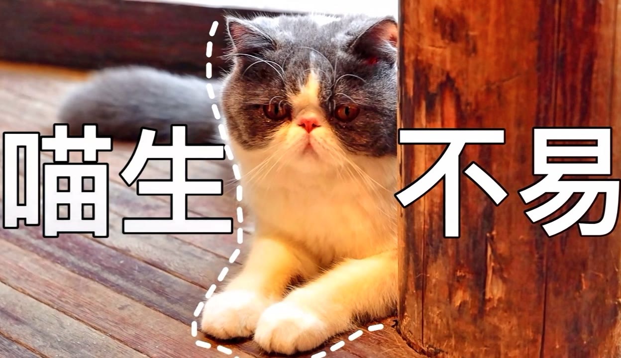 顶盛体育揭秘那些吸粉无数的网红猫是靠什么开启网红喵生？